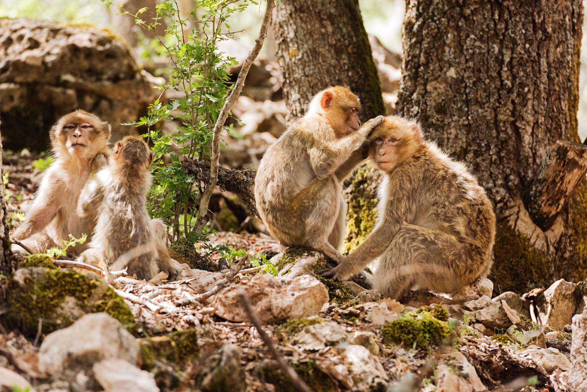 Michlifen Resort & Golf Ifrane  Exterior photo Barbary macaques