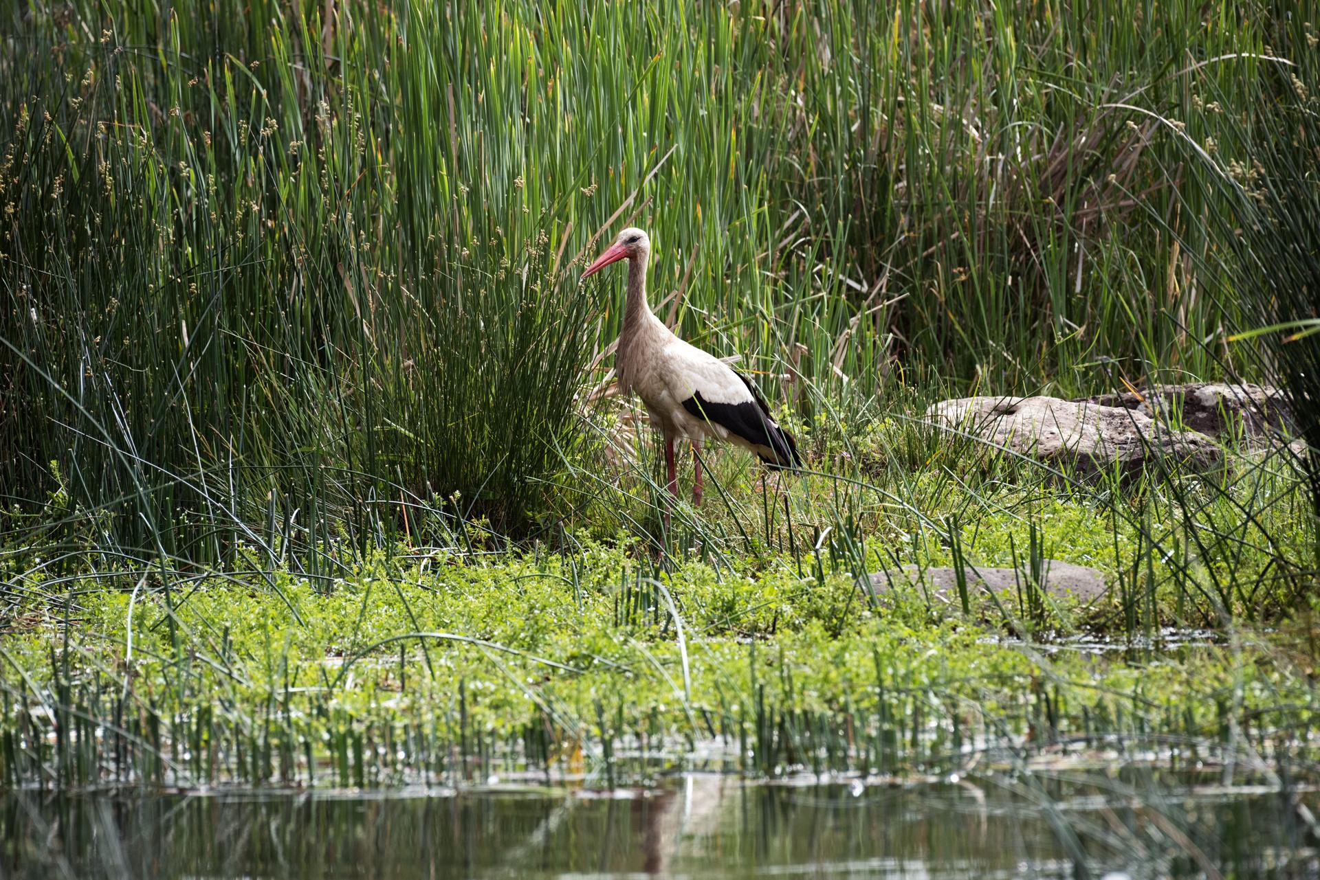 Michlifen Resort & Golf Ifrane  Exterior photo Yellow-billed stork